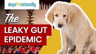 Leaky Gut in Dogs