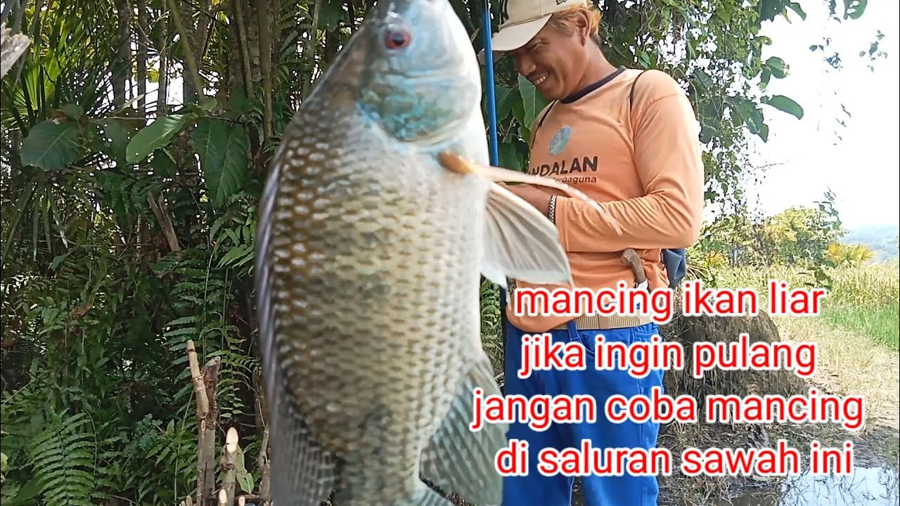 Mancing ikan liar sepot saluran kecil sampai rasa tak ingin pulang 
