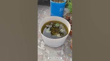 Thumbnail of *TIPS* To Grow Water Lily At HOME 🌷🤫 | How To Grow Water Lily | Water Lily Care Tips #Shorts
