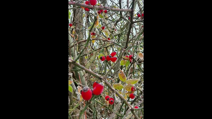 Walking with Cailleach the Goddess of Winter .... ...