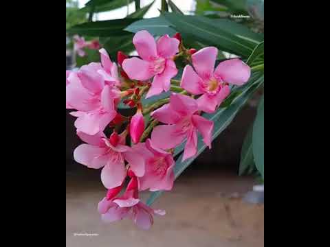 ቪዲዮ: መርዛማ የቤት ውስጥ እፅዋቶች (35 ፎቶዎች) - Euphorbia ፣ Oleander እና ሌሎች የቤት አበቦች ለሰዎች አደጋ ምንድነው?