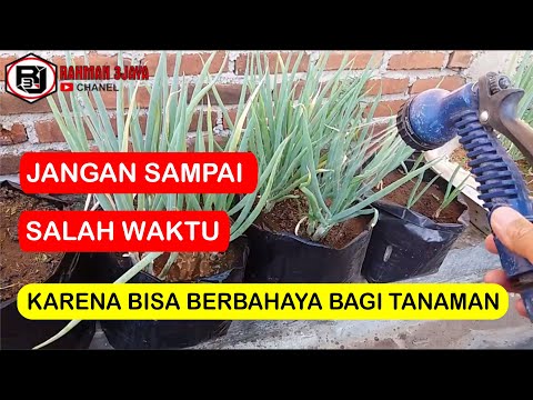 Video: Bagaimana Cara Menyirami Violet? Seberapa Sering Dan Benar Menyiram Violet? Bagaimana Cara Membuat Penyiraman Sumbu Di Musim Dingin Di Rumah Untuk Violet Dalam Ruangan?