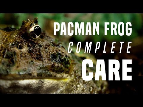 Video: Pacman Frog (sierlijke gehoornde kikker) Zorg