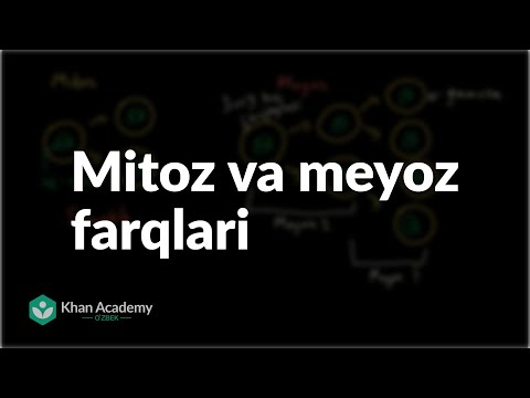 Video: Meyoz mitozdan qanday farq qiladi?