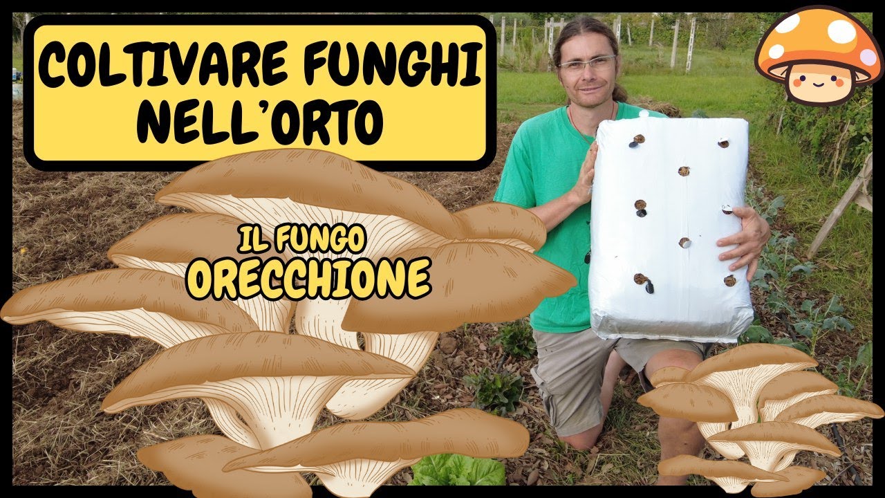 🍄 Come COLTIVARE FUNGHI in CASA/ORTO/GIARDINO (Pleurotus ostreatus) 🍄 | Tutorial Balla di funghi