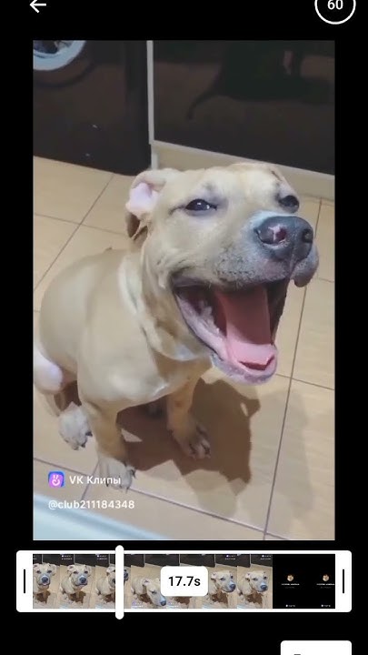 смешной пёс 🐕 🤣 - YouTube