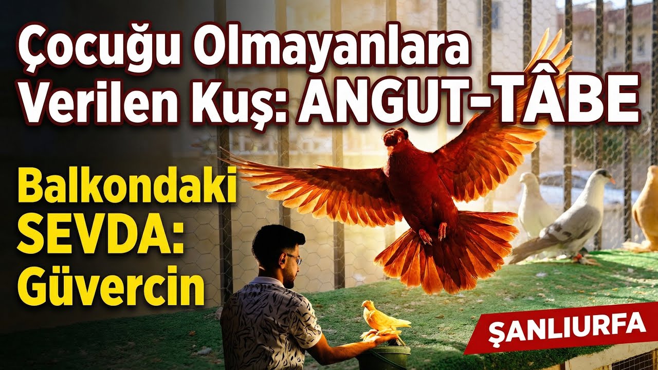 Çocuğu Olmayanlara Verilen Kuş: ANGUT-TÂBE | Balkondaki SEVDA