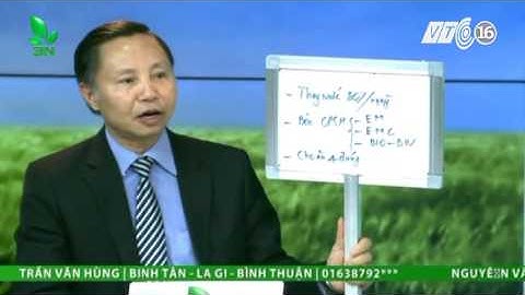 Xử lý hiện tượng ao cá bị ô nhiễm nặng