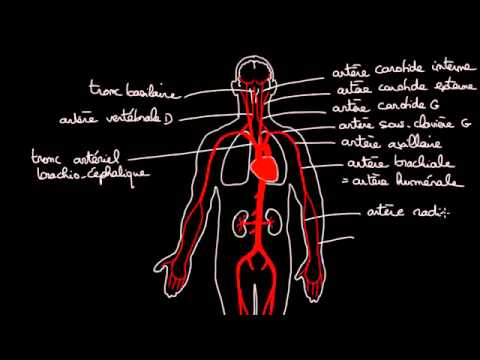 Vidéo: Anatomie, Fonction Et Diagramme Des Artères Phréniques Inférieures - Cartes Corporelles