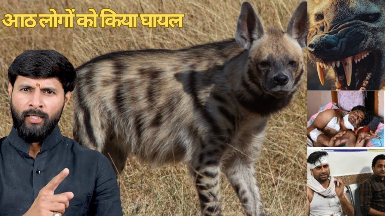 😱 गाँव में खौफनाक हमला: कई घायल, भागते हुए कुएँ में गिरा — रेस्क्यू ऑपरेशन || Murliwale Hausla 