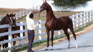 American Saddlebred Stallion  Soquili's By George