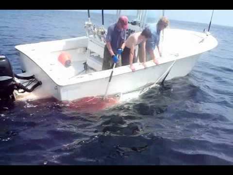 712lb - 101" Giant Bluefin Tuna on a Tiagra 50 and 90lb Fluorocarbon Stellwagan Bank Gloucester, MA