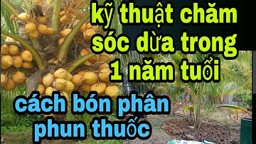 #61 Cách chăm sóc cây dừa, từ mới trồng đến 1 năm tuổi. [bón phân và phun thuốc] 0833 575 730.