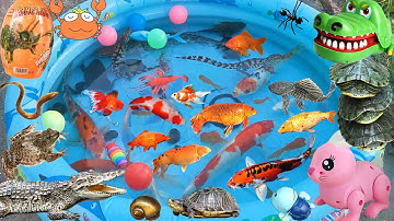 Wow Thật Thú Vị Khi Câu Cá Cảnh Trong Ao, Cá Sấu, Rùa Brazin, Trứng Khủng Long Nở Ra Con Lươn, Ếch