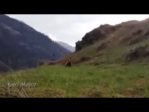 სელფის მცდელობა დათვთან - ქართველ მწყემსს არ გაუმართლა