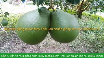 Hình thái quả bưởi Ruby Tabtim Siam Thái Lan: 0869214270