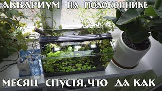 Аквариум на подоконнике ,месяц спустя , что да как ...