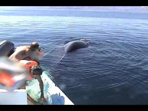 Saving a Humpback Whale from nets