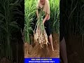 ചൈനയിലുള്ളവർ ഇഞ്ചി കൃഷി ചെയ്യുന്നത് ഇങ്ങനെയാണ് #shorts #trending #facts #ytshorts #youtubeshorts