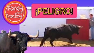 Algunos Mejores Momentos de Toros Para Todos (PARTE 3)