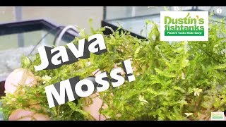 How to grow Aquarium Moss: Java Moss, Taiwan Moss Species Sunday