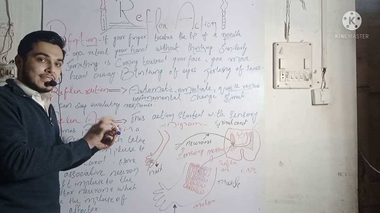 Reflex action in has function are work#. sensory neurons associative data base and neurons# motor n.