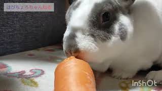 【うさぎ動画】にんじんをまるっともらったら・・・　#うさぎ #rabbits #レッキス #シロチャ #rex