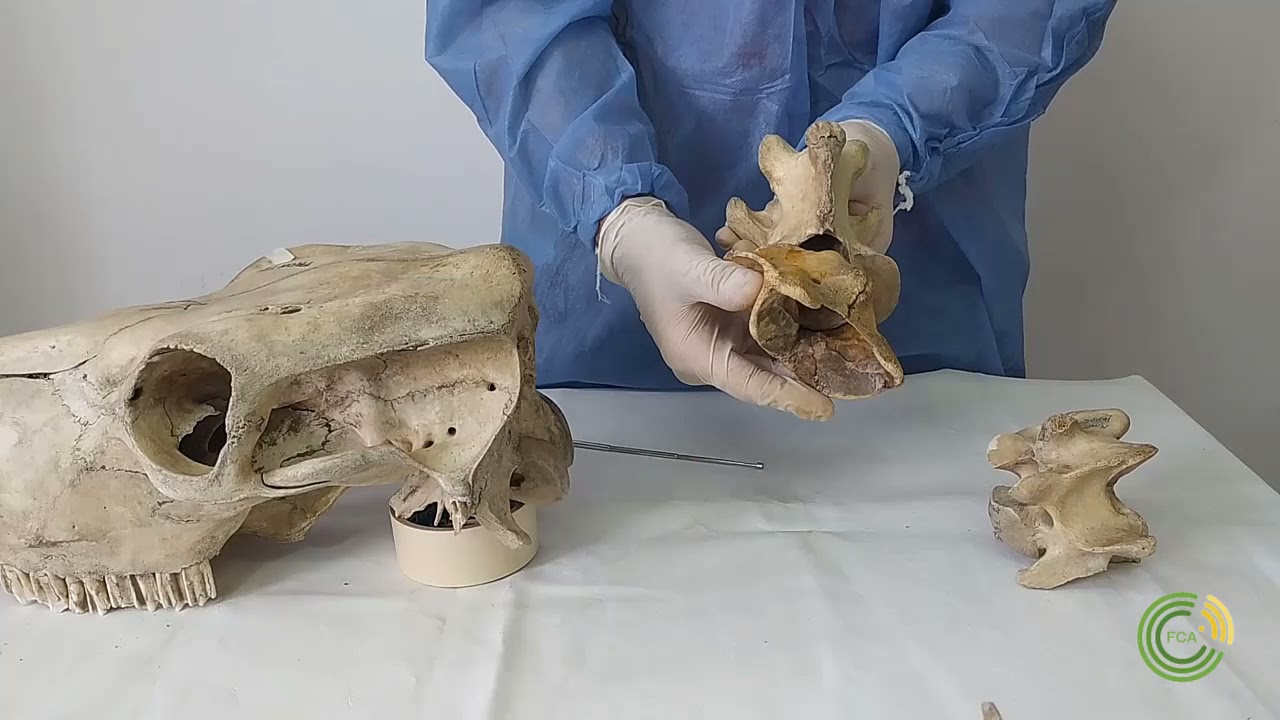 Columna vertebral de un bovino