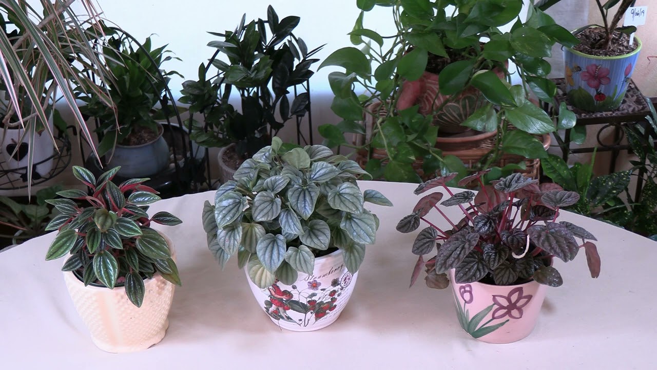 Peperomia caperata (Emerald Ripple) Care: What to Know