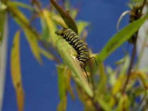 Life of a Monarch Butterfly, Time-Lapse