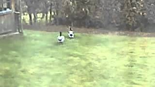 duck rape