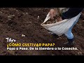 ¿Cómo Cultivar Papa Paso a Paso? De la Siembra a la Cosecha - TvAgro por Juan Gonzalo Angel