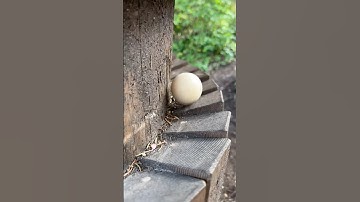 Wooden ball ASMR pt6