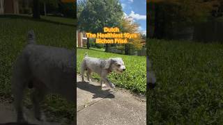 Bichon Frise self walking #bichonfrise #healthydog #dog watch til the end!