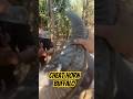 #shortvideo #animals #bullfarm #trending #bull #baffalo #cow #strongbull