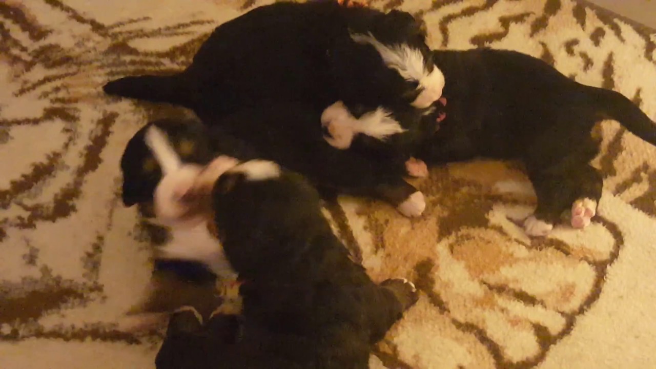 veterinary surgery Answers to Questions About Whelping and Puppy Care - Ovation's Puppies
