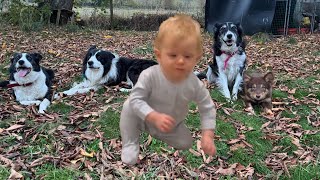 видео: Четыре собаки и младенец 👶 картинка: Четыре собаки и младенец 👶
