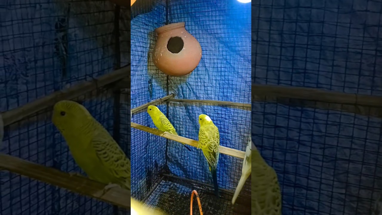 I Spent $20,000 on the Cutest Birds