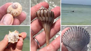 Virtual Beach Walk + Shelling at Delnor-Wiggins Pass and Fort Myers Beach. Bonus dolphin visit!