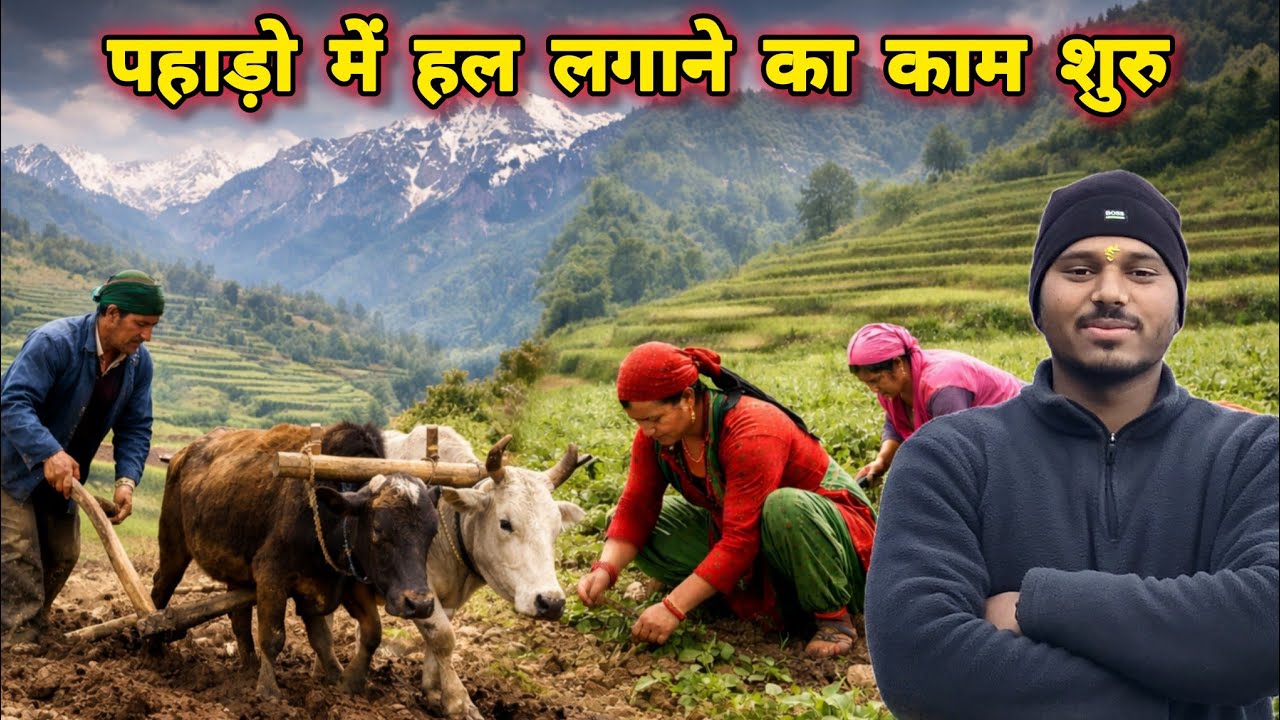 पहाड़ों में हल लगाने का काम शुरू || pahadi lifestyle vlog || @uk13_saklanivlog 