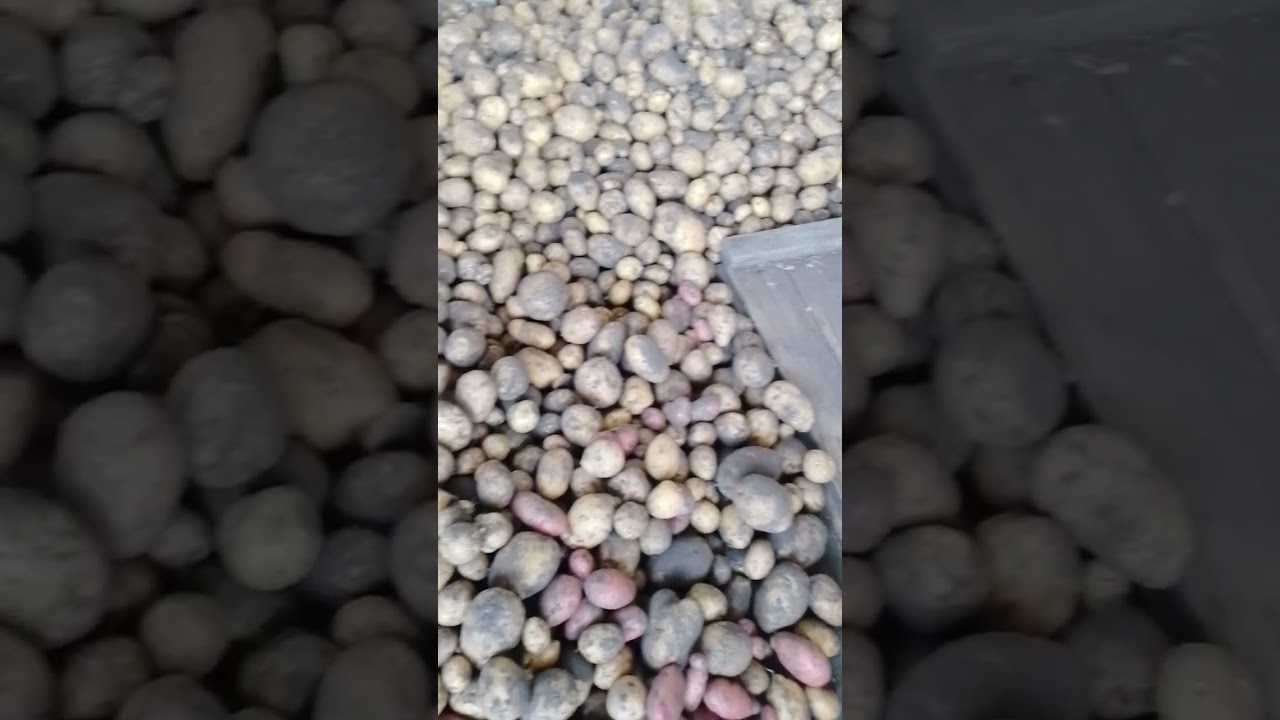 вот наша картошка🍠 - YouTube