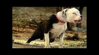 PItbulls l Real l blood line  l Dogs l lastest videosl 2019