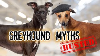 3 Common Myths About Greyhounds: Busted! | First Impression | #pets #greyhound #rumors #myths #dog