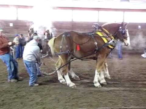Horse pull Mart Daling