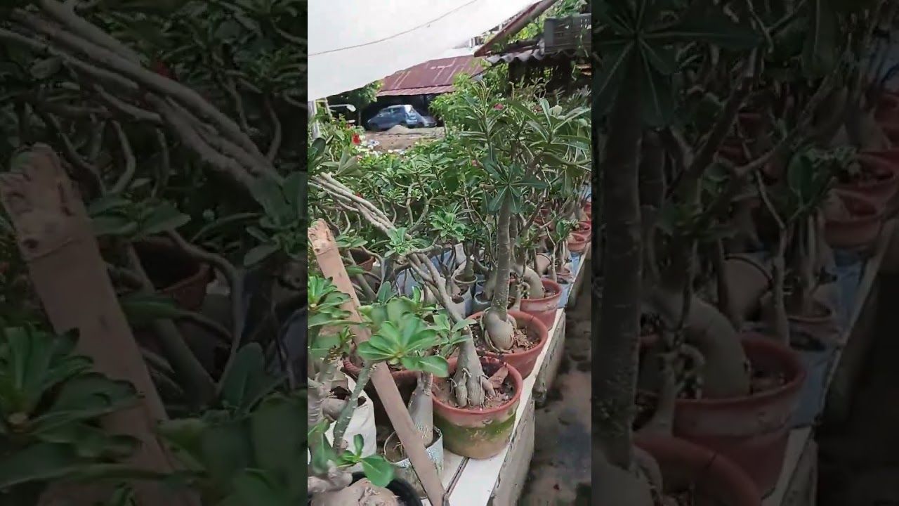 Nursery me khubsurat Adenium ke paudhe 🌺 | Different colors & healthy plants
