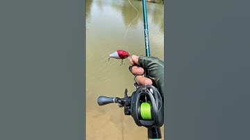 5 con mồi đủ size câu các loại cá săn mồi #fishing
