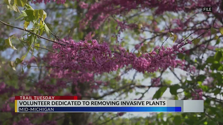 Volunteer dedicated to removing invasive plant