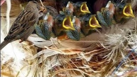 baby sparrow sound | baby sparrow chirping | Sparrow baby sound | sparrow sound