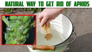 Natural Way To Get Rid Of Aphids - Homemade Aphid Spray - Aphids In The Garden Natural Way To Get Rid Of Aphids - Homemade Aphid Spray - Aphids In The Garden