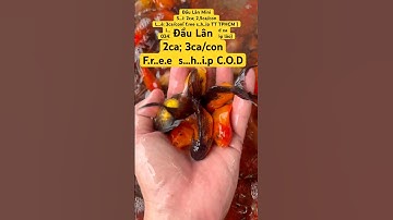 Cá Cảnh Sài Gòn-Cá ba đuôi đầu lân-cá 3 đuôi-0343 004 hai chín chín(dép lào) #guppy #koi